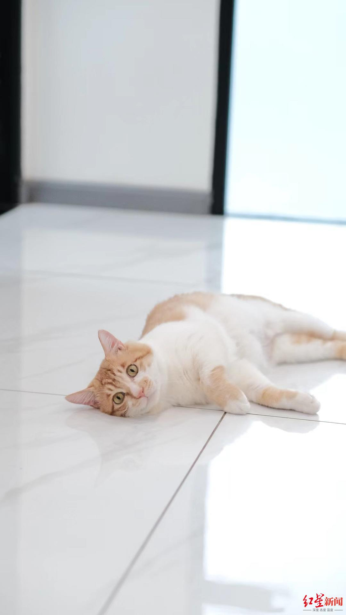 ▲痊愈后的“芝士”