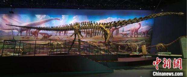 完成重新修复装架的合川马门溪龙化石。　成都理工大学供图