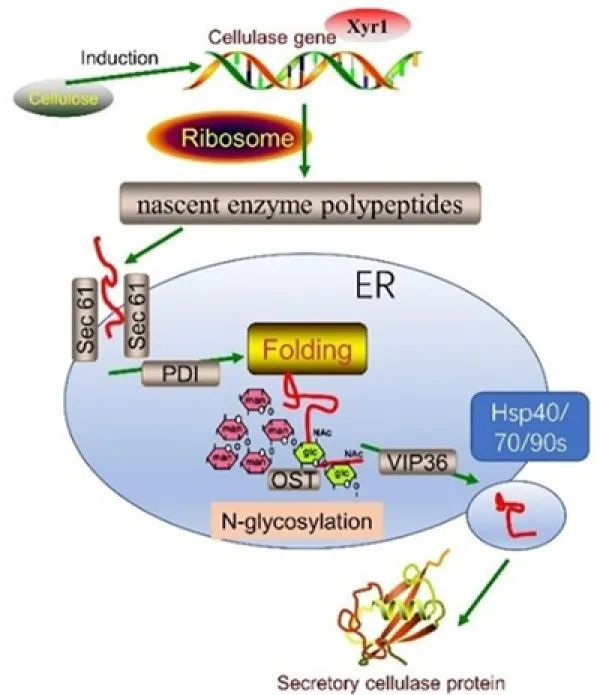 图2.长枝木霉纤维素酶蛋白分泌途径模型