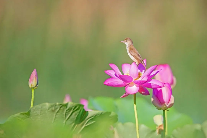 雄安新区安新县白洋淀景区