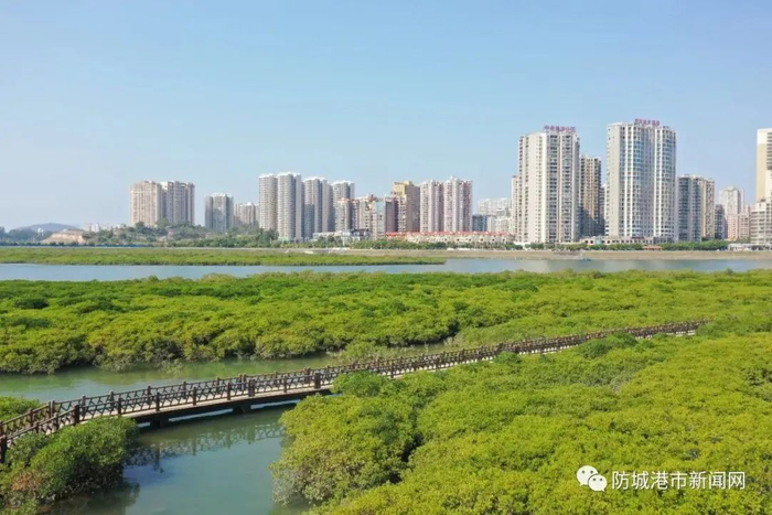 红树林。（资料图）