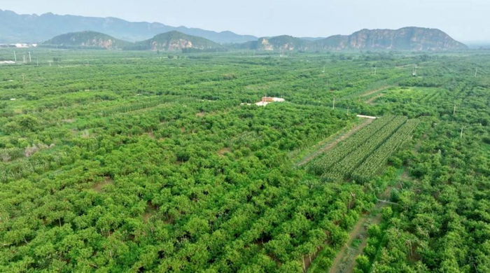 　　东方甄选在北京平谷桃园进行无人机航拍直播