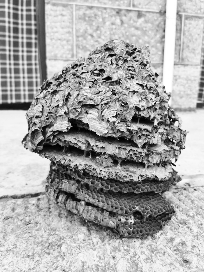 　　■巨大蜂巢结构似高楼。 （受访者供图）