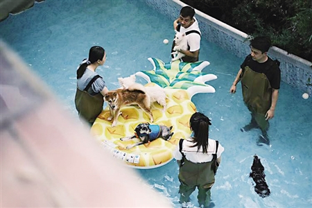     狗狗正在游泳    （受访者供图）