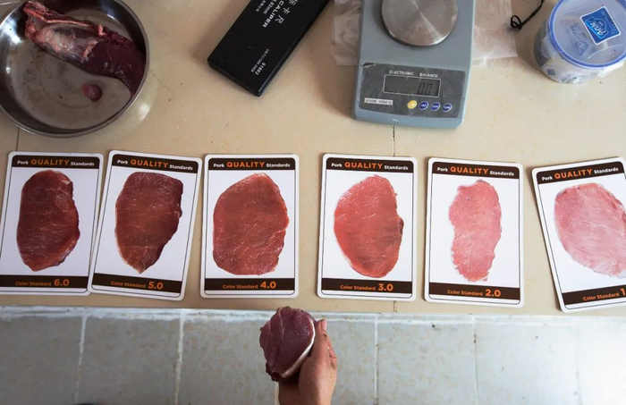 广东湛江壹号土猪养殖基地的实验员正在对比猪肉肉色（何光 摄 / 视觉中国 供图）
