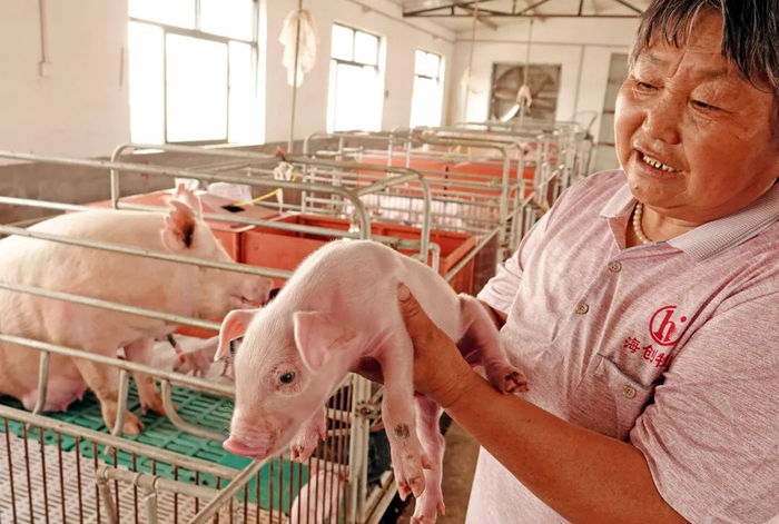 猪舍栅栏里的进口猪（图|视觉中国）
