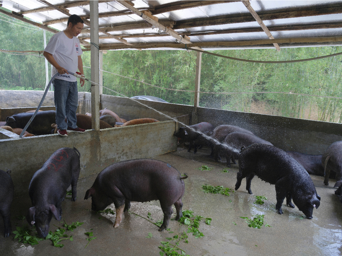 乐家庄猪舍外的交猪平台（张雷 摄）