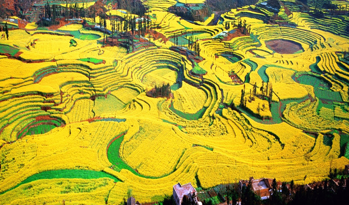 罗平油菜花（罗平县委宣传部供图）