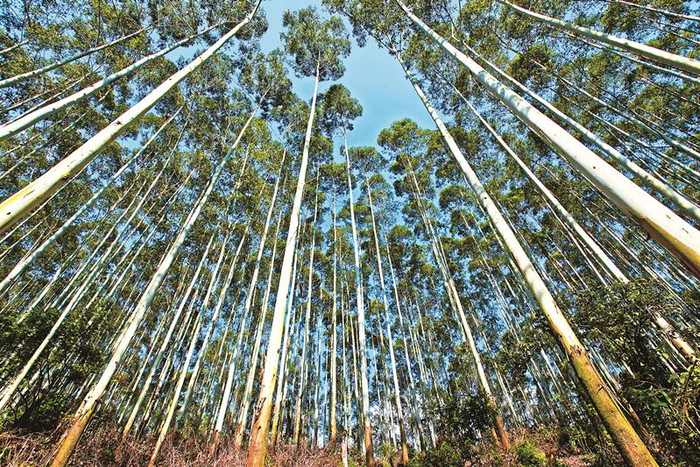 钦廉林场桉树大径材 广西壮族自治区林业局供图