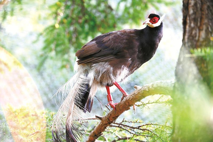 小五台山国家级自然保护区繁育基地中的褐马鸡。 姚伟强摄