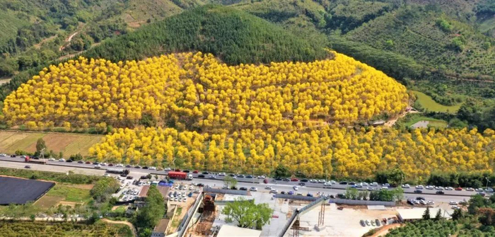 △近年来，肇庆便捷的路网，更让慢节奏的近郊自驾游成为了新风尚。国道沿途风景名胜让人目不暇接，一路都是惊喜。岑瑞青 摄