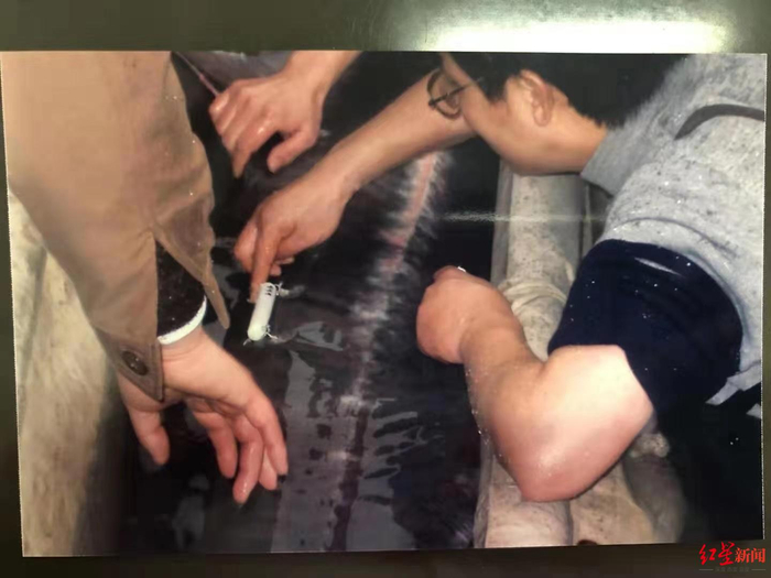 ↑白鲟身体恢复后，专家为其安装声纳系统。穆天荣供图