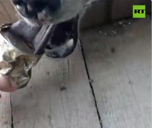 “今日俄罗斯”视频截图