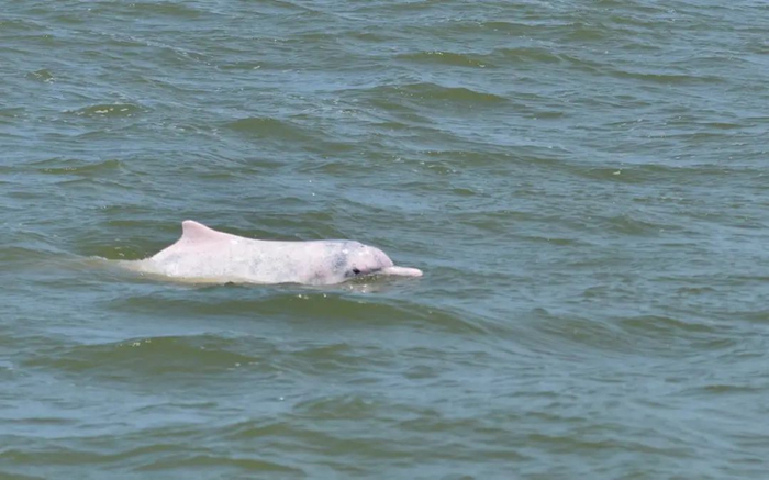 ▼世界近危鸟类——距翅麦鸡在鸡啼门湿地被发现。小崔 摄