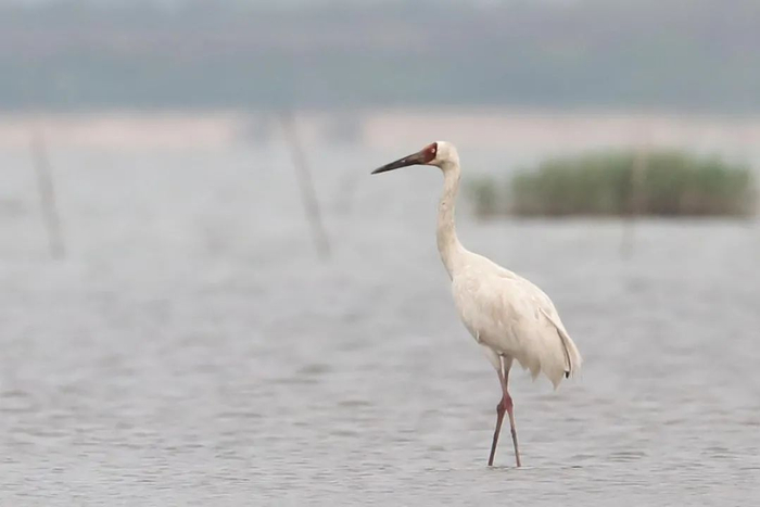 ▼世界濒危鸟类大滨鹬现身野狸岛。  海兰摄