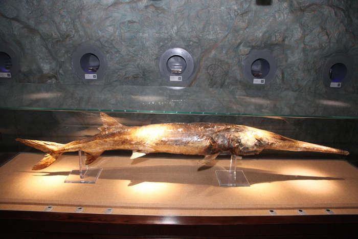 ↑2019年12月13日，武汉，中科院水生生物研究所水生生物博物馆内的白鲟标本。