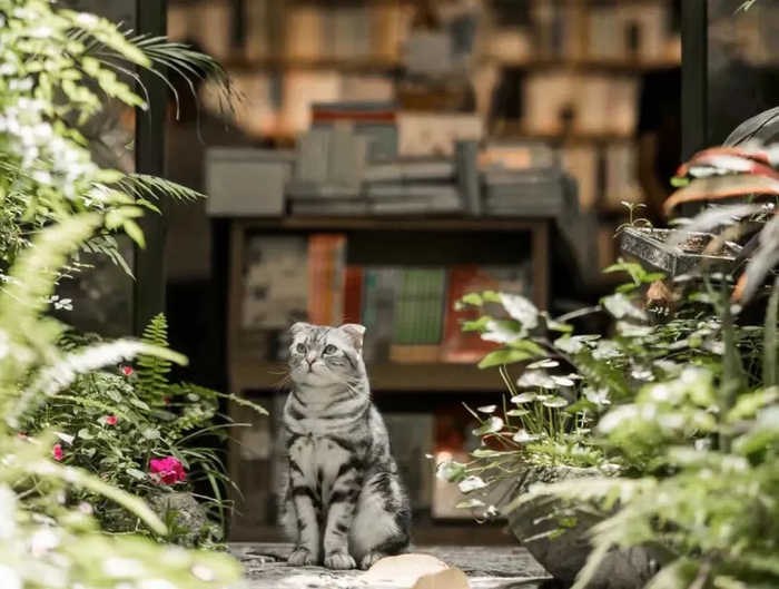 先行书店的“猫咪店长”叉烧广受大家欢迎。/店家供图