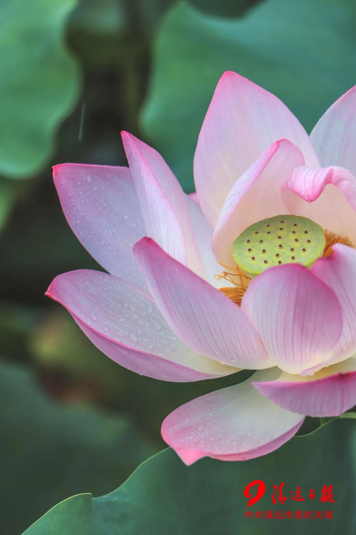 连山壮族瑶族自治县吉田镇，雨后的荷花弥漫着清香。清远日报签约摄影师 林玉霞 摄