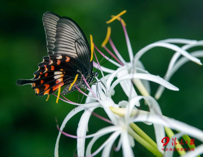 连州市湟川河公园，一只蝴蝶落在文殊兰上。清远日报签约摄影师 沈连清 摄