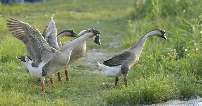 央视亲临黑鬃鹅养殖现场考察。