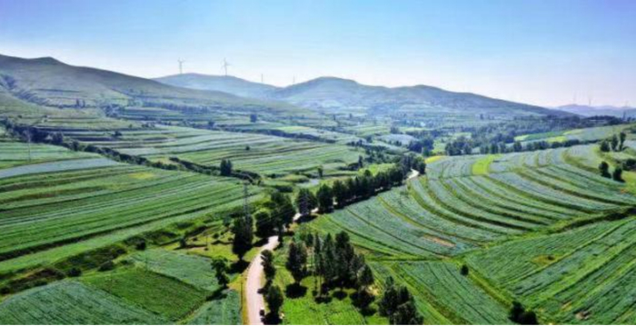 图为解家岭有机旱作胡麻种植示范基地