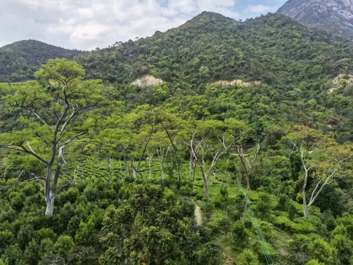 △ 台山市北峰山国家森林公园深处的茶园。何雯意 摄