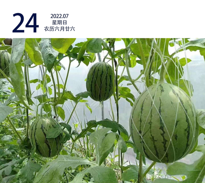 新丰黄磜镇种植的“美少女”西瓜丰收。陈志佳 摄