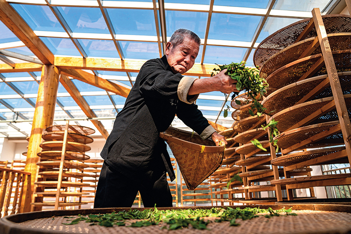 福鼎市点头镇村民在晾晒茶叶（2021年10月22日摄） 刘超超摄