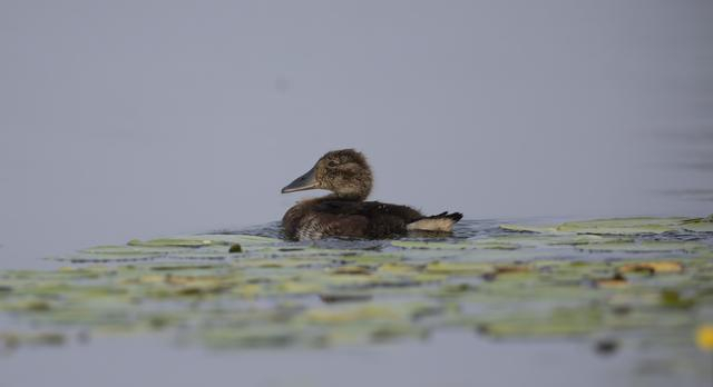 青头潜鸭在白洋淀。