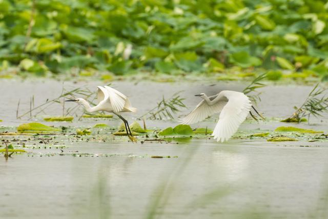 野生鸟类在白洋淀飞舞嬉戏。