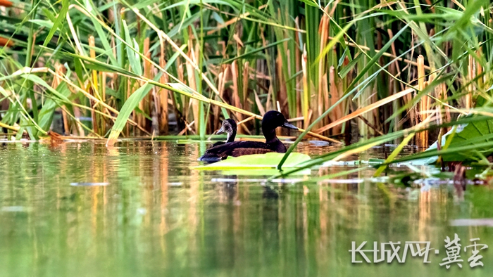 青头潜鸭在白洋淀。