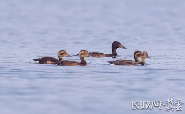 青头潜鸭在白洋淀。