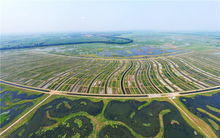 这是雄安新区府河河口湿地水质净化工程现场（2021年8月14日摄，无人机全景照片）。