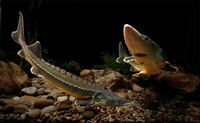 中华鲟幼鲟 图片来源：庄平