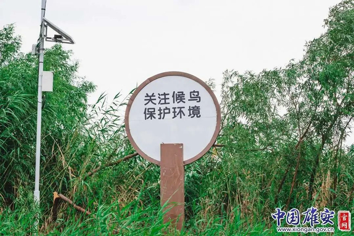 2022年7月10日，白洋淀鸟类栖息地设置的标识牌。