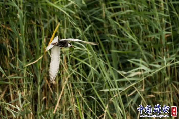 2022年7月10日，白洋淀的野生鸟类。