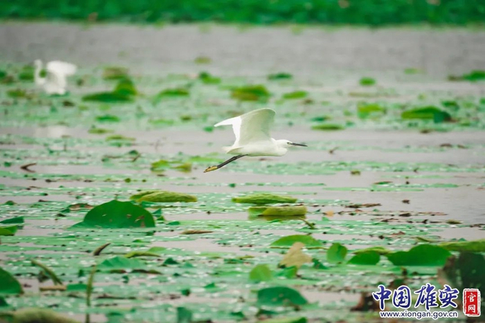 2022年7月10日，白洋淀的野生鸟类。