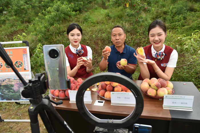 　　2022年5月25日，四川省眉山市高家镇华涛生态农业有限公司的果园内，航空旅游职业学院电子商务专业的学生直播带货帮助农户销售刚刚采摘的桃子。