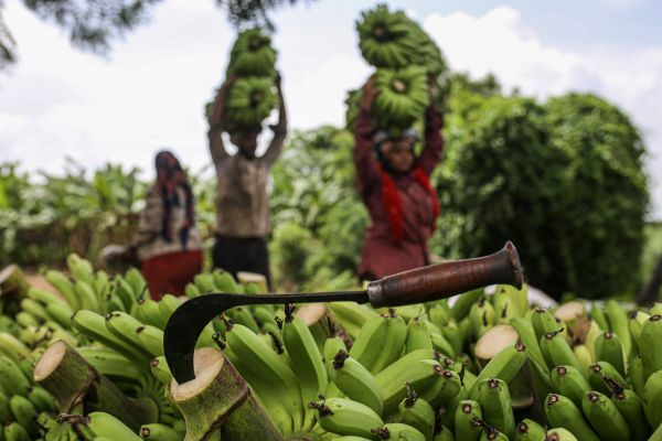 印度工人正在收获香蕉（视觉中国）