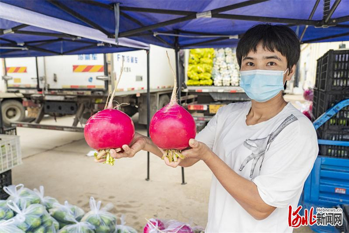 图为销售专区里的新鲜高品质的定兴红萝卜。