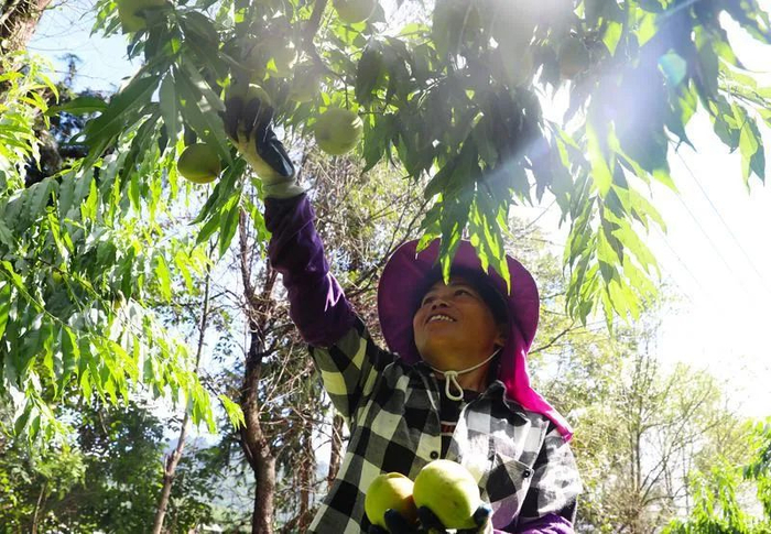 连平县上坪镇的桃农忙着采摘、装运鹰嘴蜜桃，果园处处洋溢着丰收的喜悦。