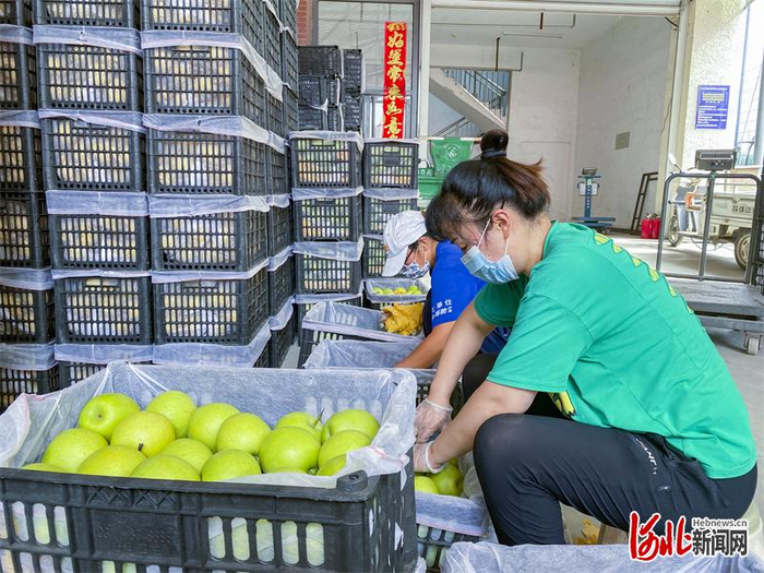 图为销售专区工作人员在给赵县梨打包装箱。