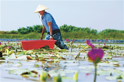     花农在池塘里采摘成熟的香水莲花。（许天长 摄） 