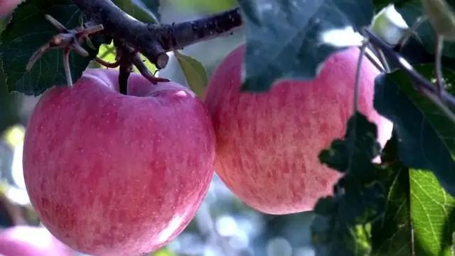 上咀村的“冰糖心”苹果。 网络图片