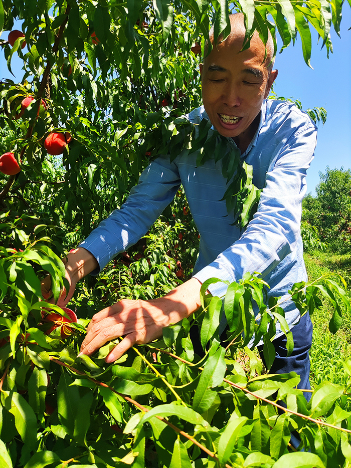 金果丰理事长张海合