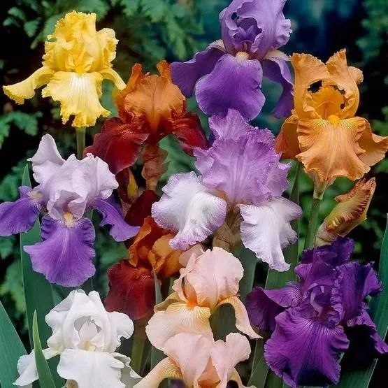 五颜六色的德国鸢尾（图片来自网络）