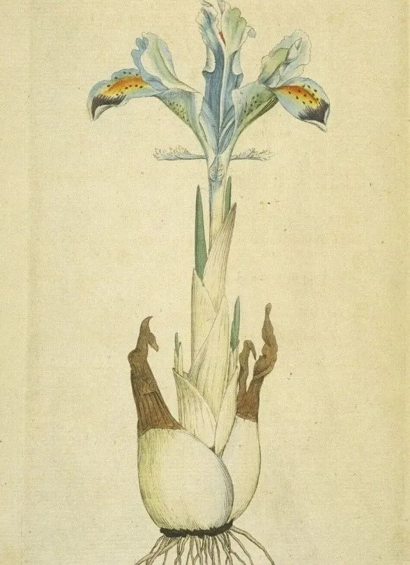 手绘球根鸢尾（图片来自网络）