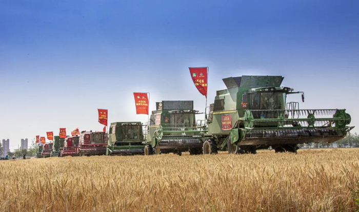 ▲位于怀远龙亢农场的古井贡酒优质小麦种植基地收割场景