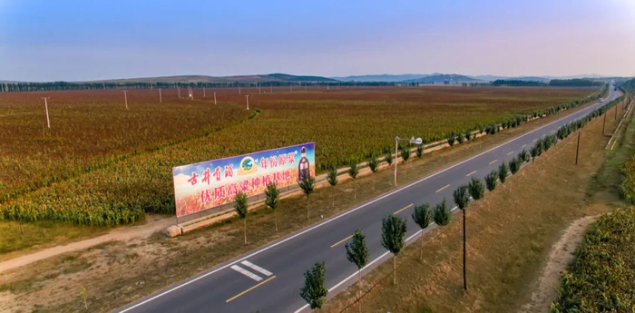 ▲位于辽宁阜新市的古井贡酒优质高粱种植基地