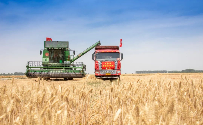 ▲收割机正往运粮车上卸下刚收获的麦粒